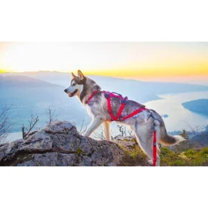 Harnais Chien Polyvalent Confort Trek Idog : Le top en Rando Canine 2
