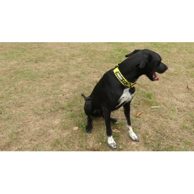 collier-devaaant-spencer