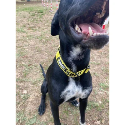 collier-large-devaaant