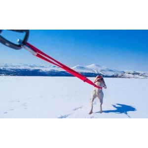 Longe Randonnée Chien Confort Trek Idog