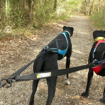 adaptateur deux chiens