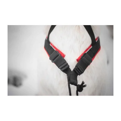 Equipement Canicross Complet Performance : Le Meilleur kit