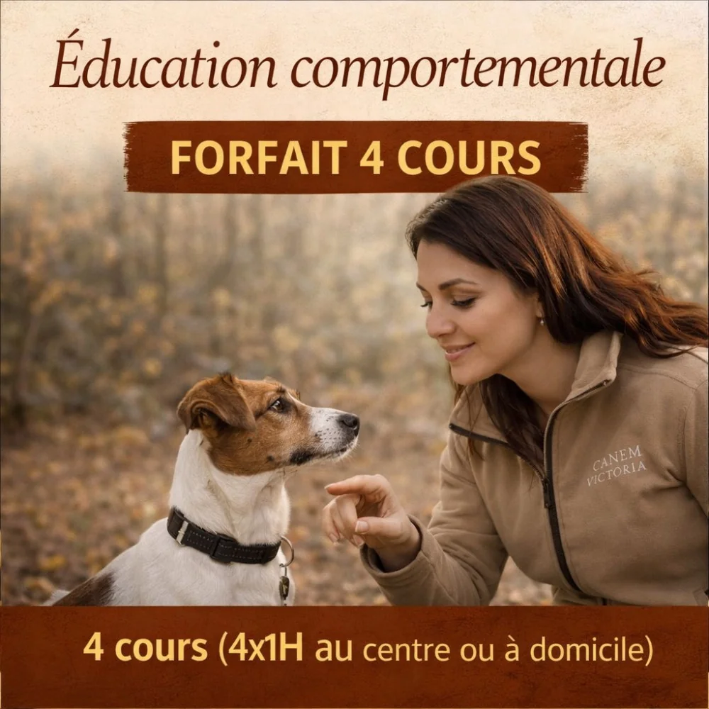 Forfait éducation comportementale chien – 4 cours + 3 mois balades