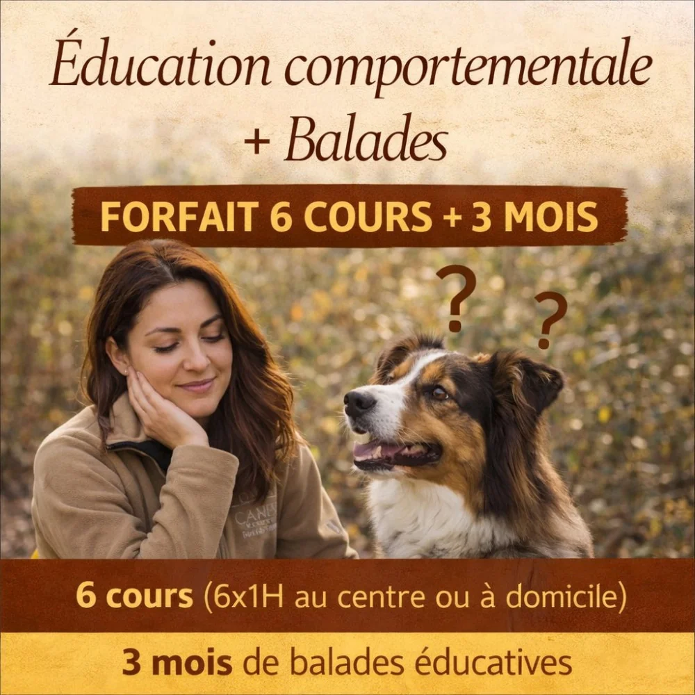 Forfait éducation comportementale chien – 6 cours + 3 mois balades