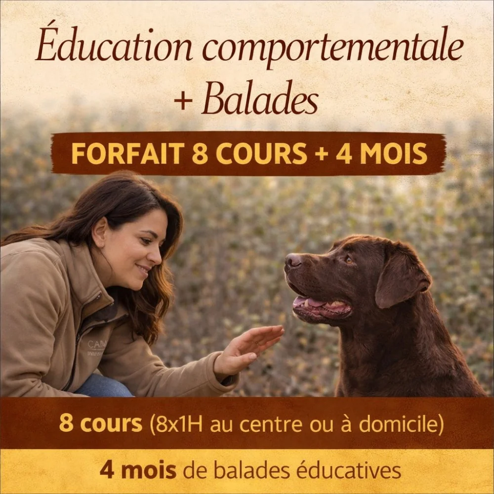 Forfait éducation comportementale chien – 8 cours + 4 mois balades