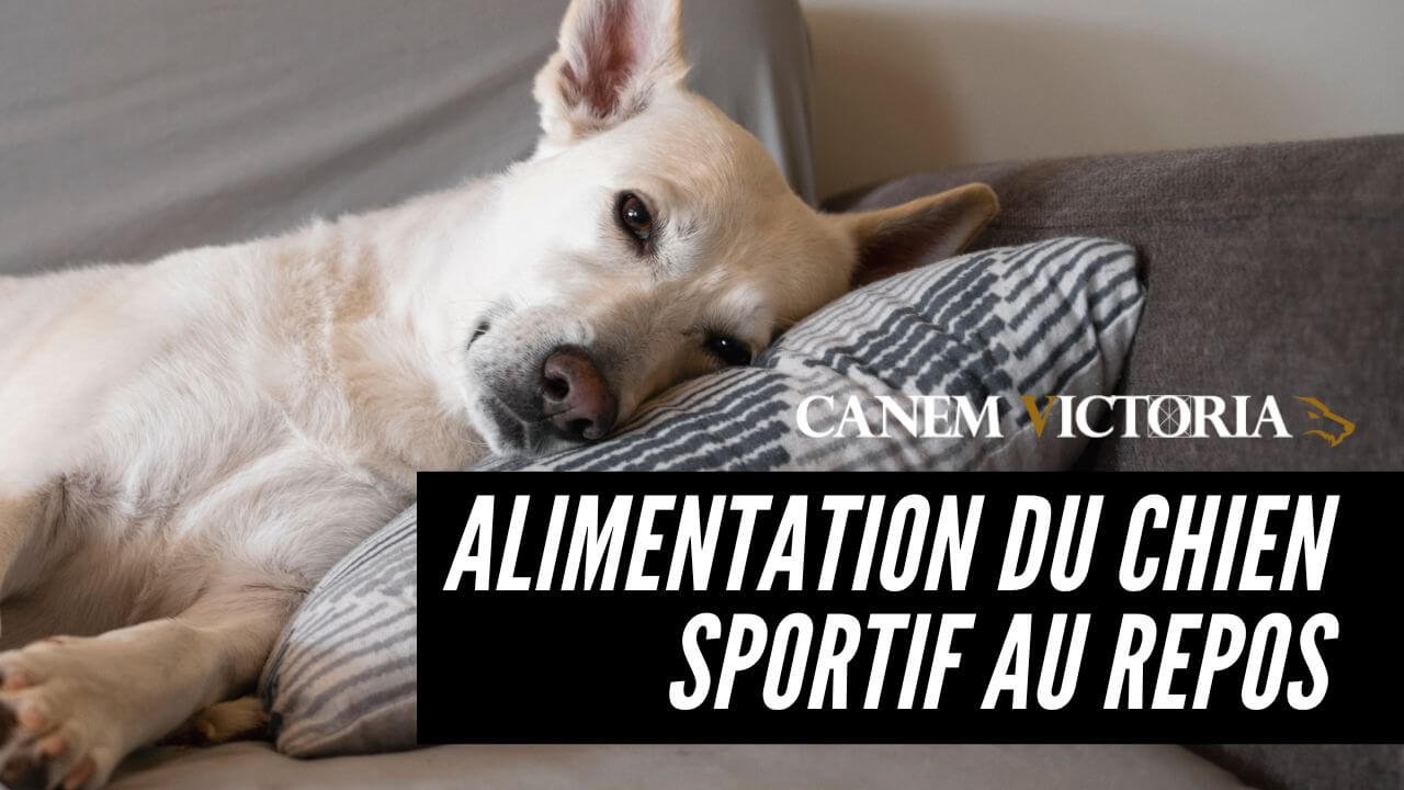 alimentation du chien sportif au repos