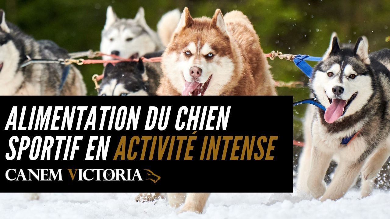 alimentation du chien sportif en activité intense