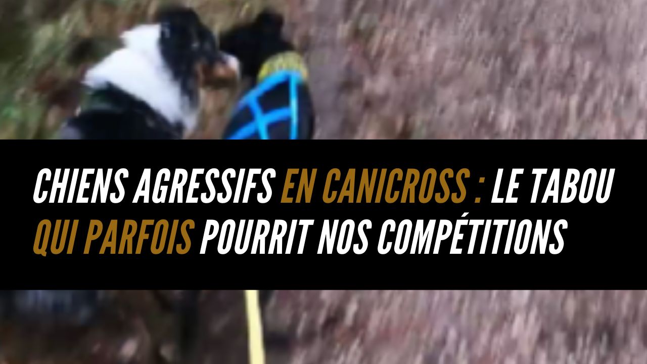 chiens aggressifs en canicross
