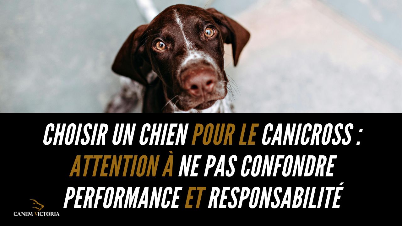 choisir un chien de canicross