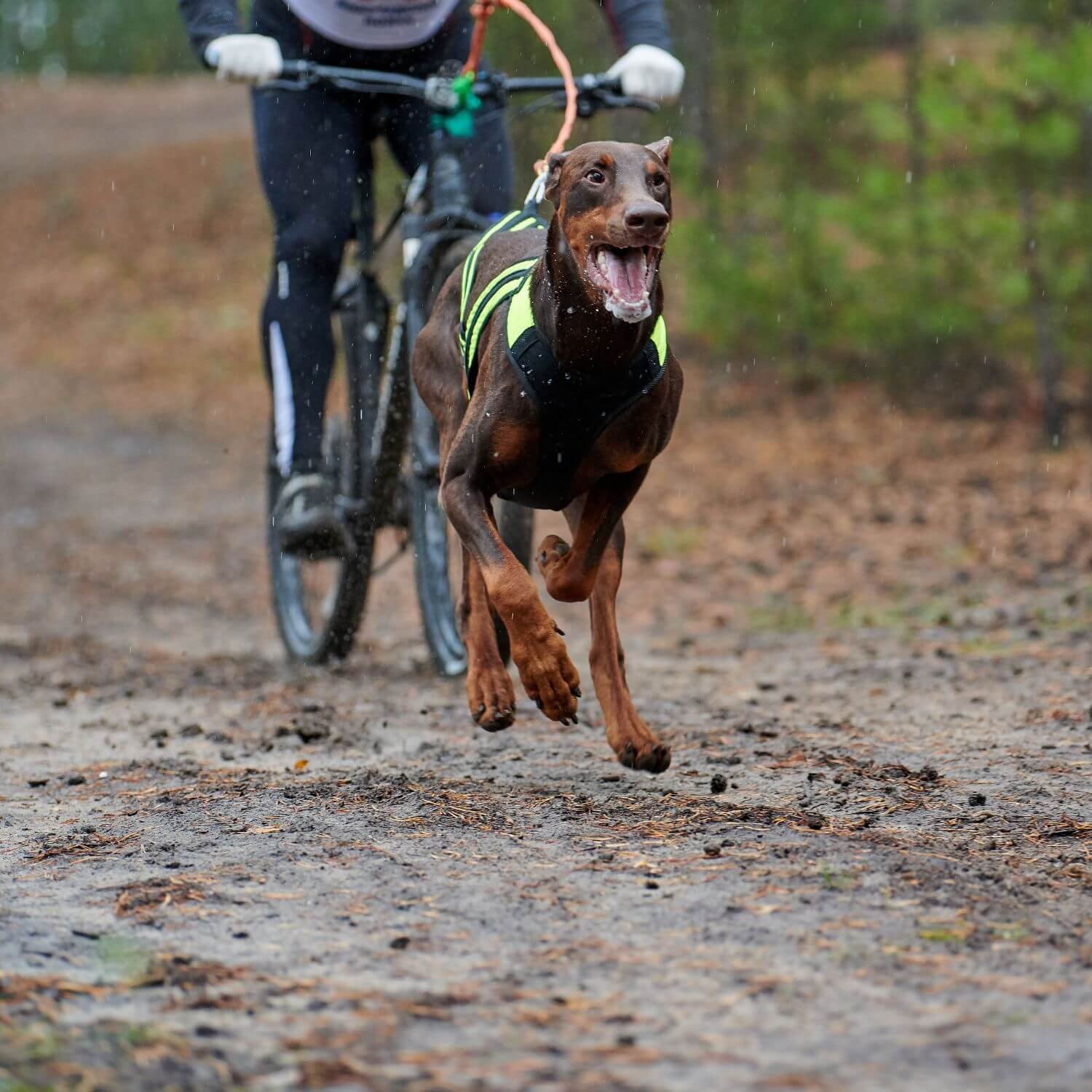 Matériel clearance cani vtt