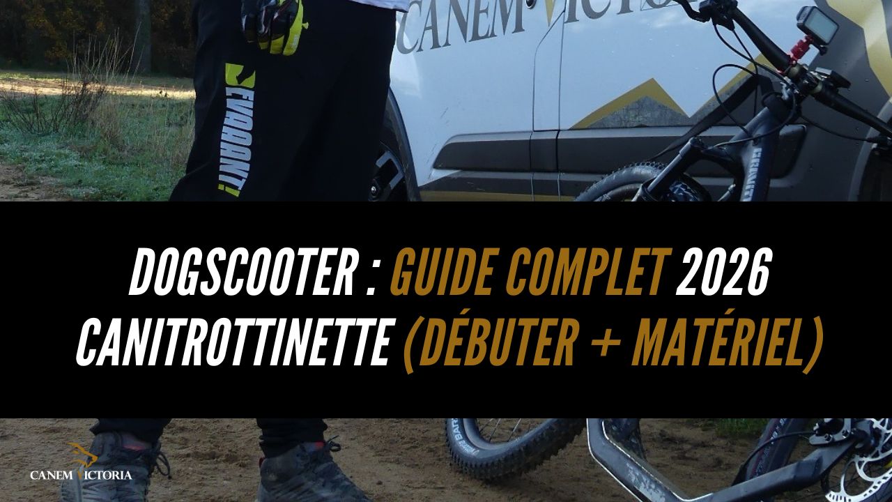 dogscooter canitrottinette chien en traction sur chemin forestier