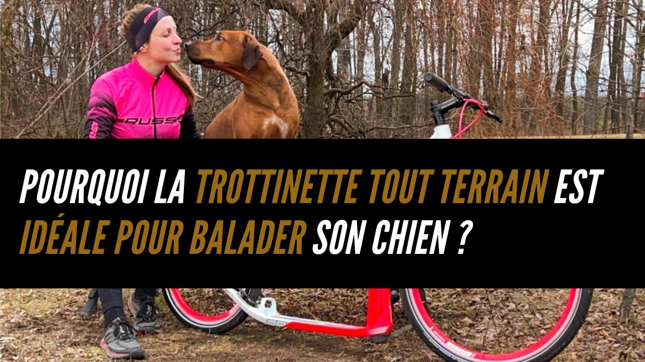 Balader son chien en trottinette tout terrain : sport, complicité et liberté