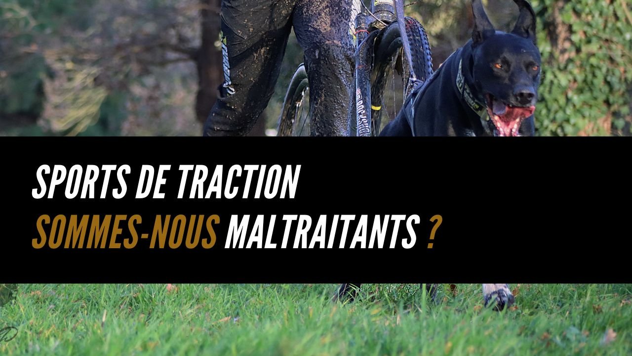sport de traction sommes nous maltraitants