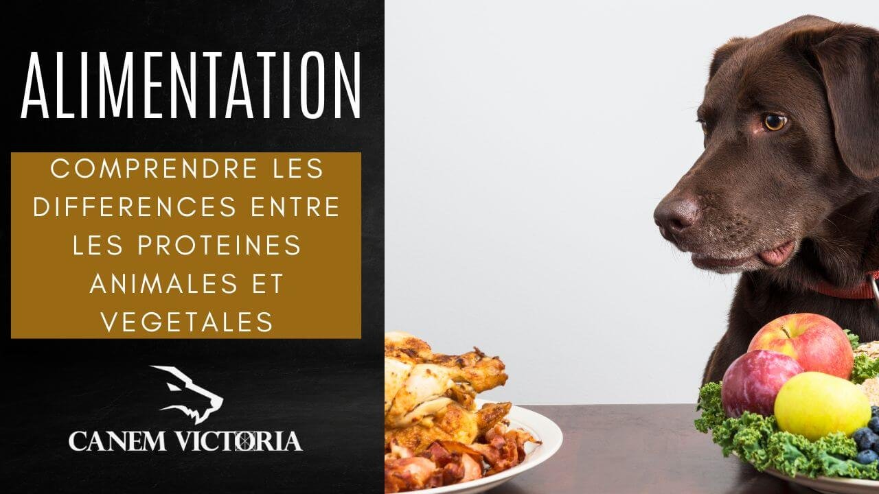 L'alimentation des chiens : comprendre les différences entre les protéines animales et végétales