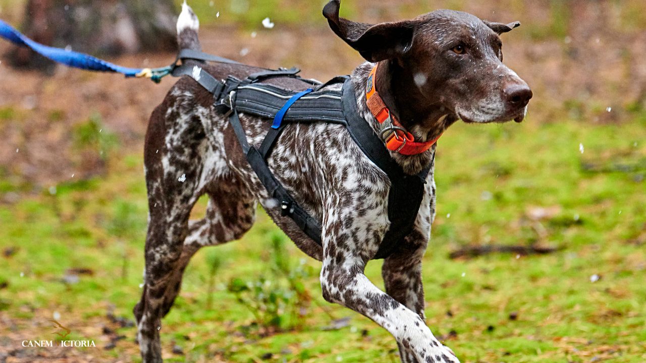 chien-de-sport-sterilisation