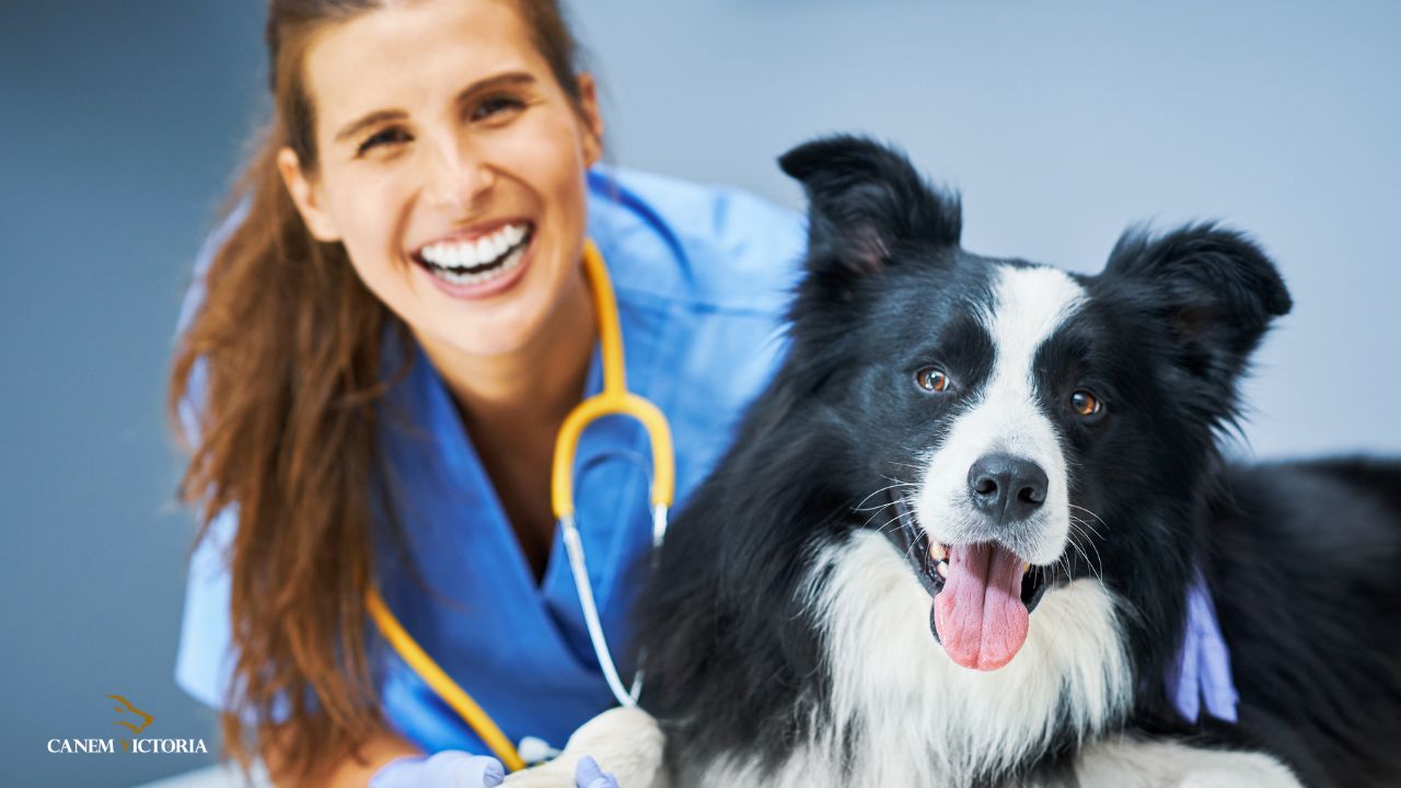 sterilisation chien sport