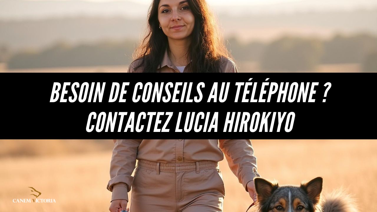 conseils chien canicross