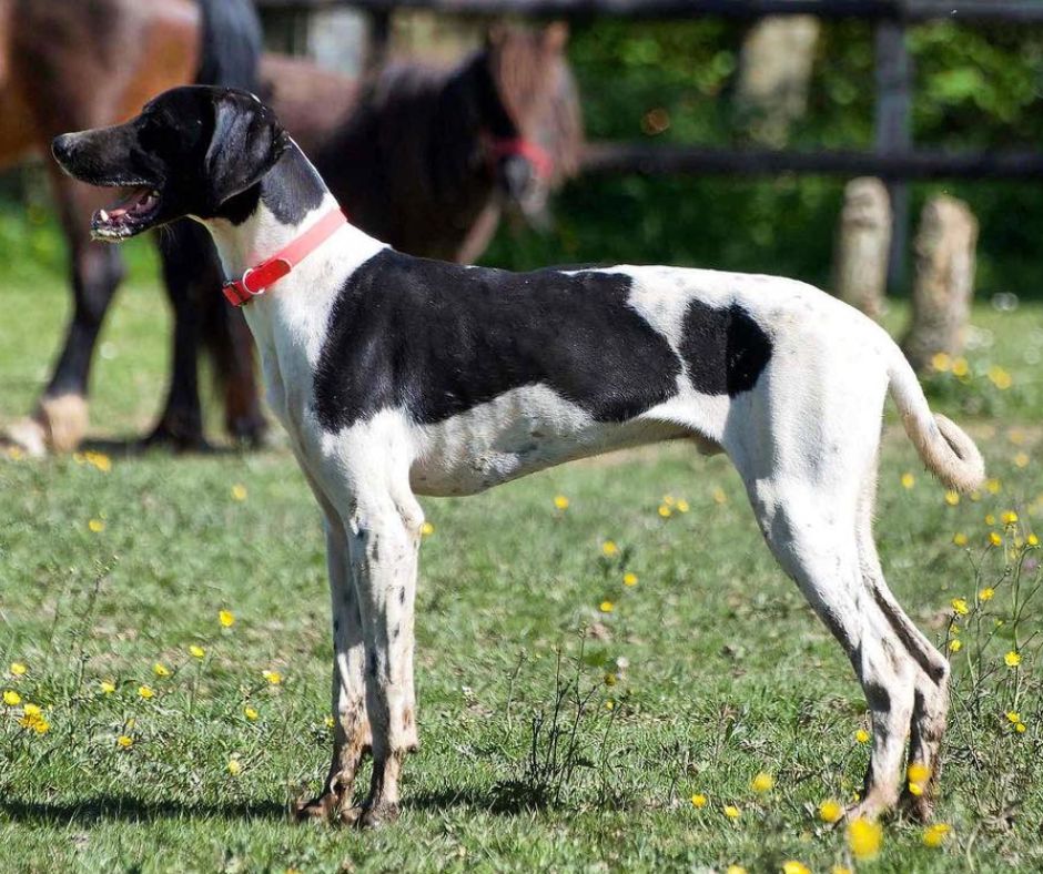european sled dog eurohoun maloisel