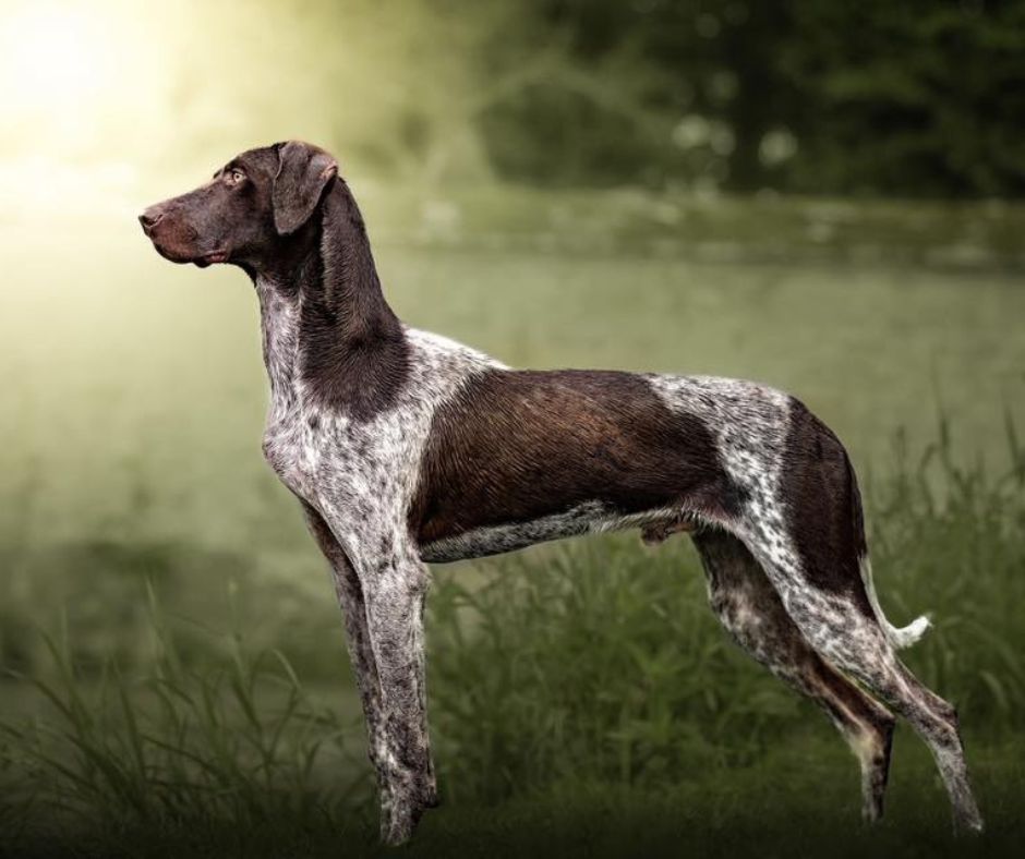 european sled dog chien