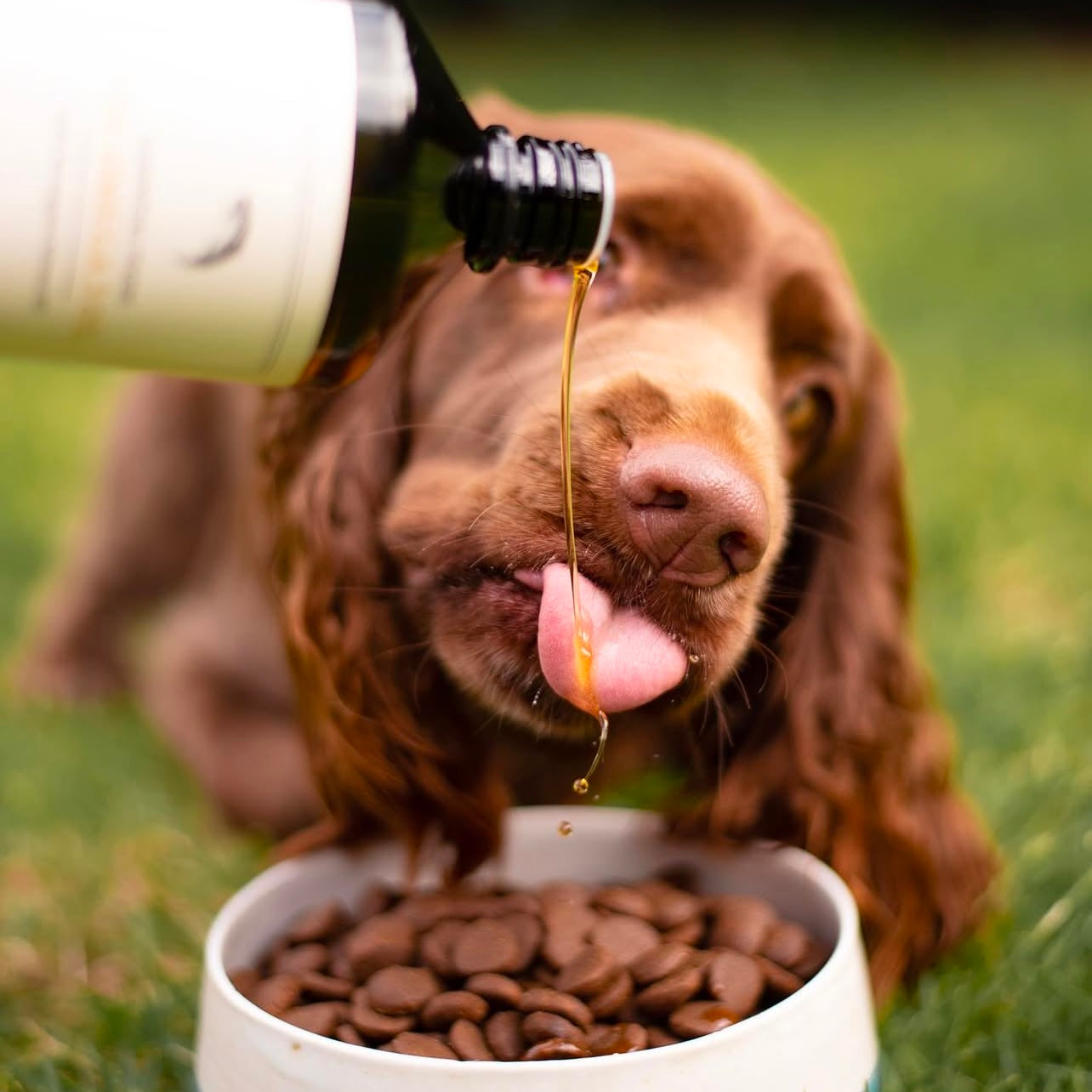 Huile saumon essential