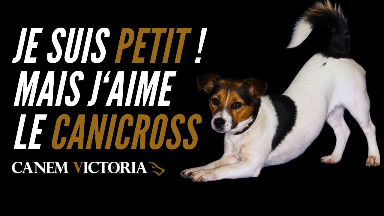 petit chien en canicross