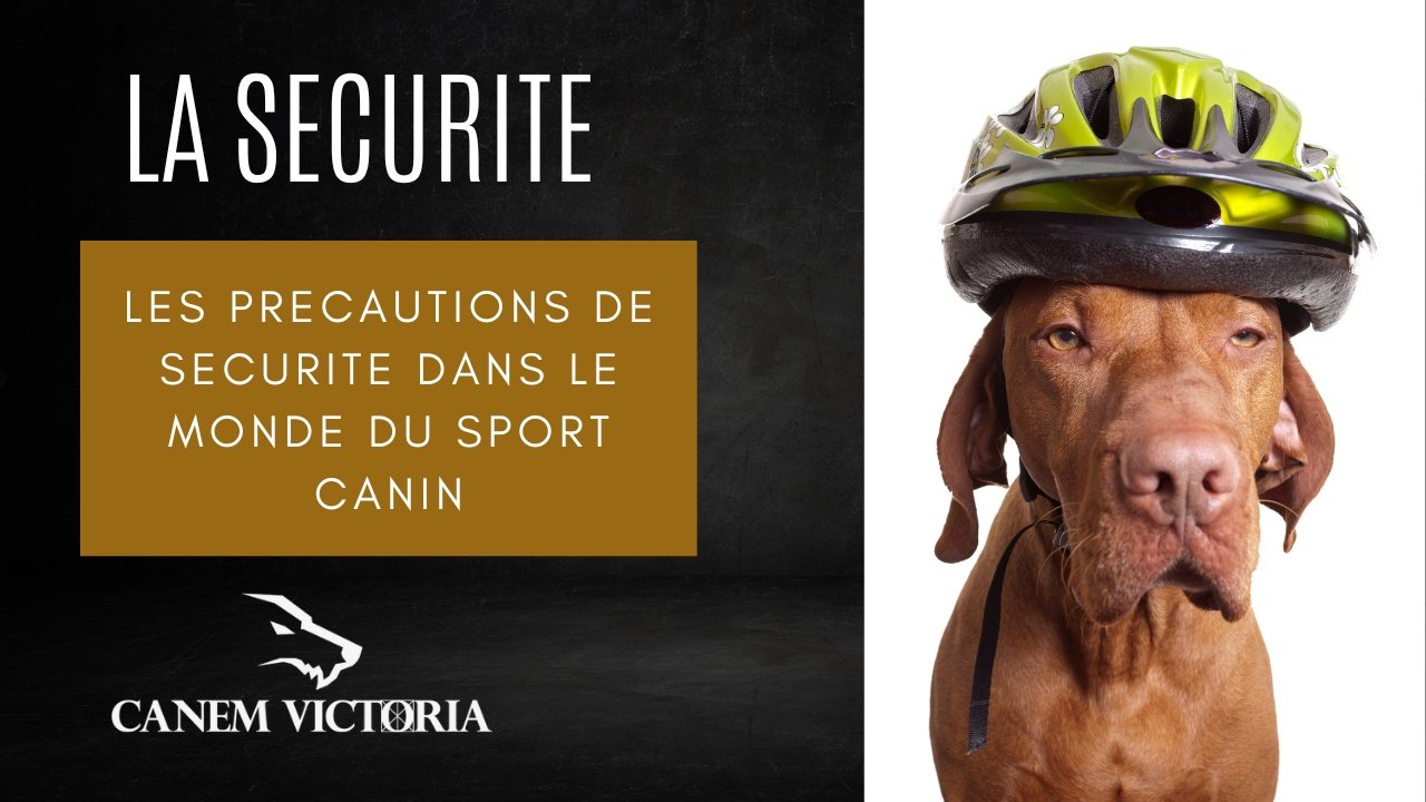 sport-canin-securite