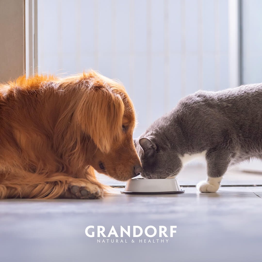 Grandorf chiens et chats