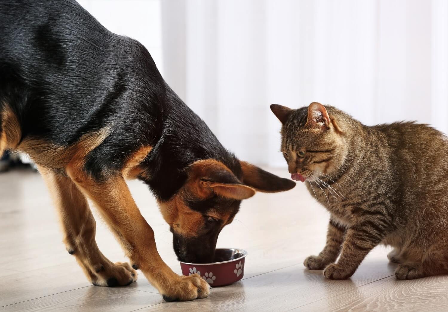 complement-alimentaire-chat-chien