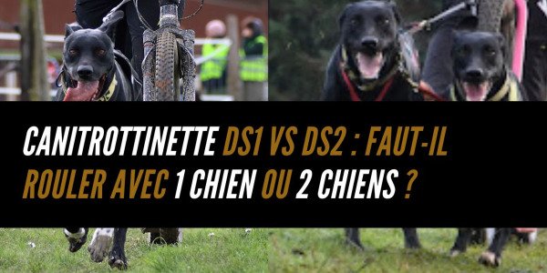 Canitrottinette DS1 vs DS2 : faut-il rouler avec 1 chien ou 2 ? Le vrai comparatif