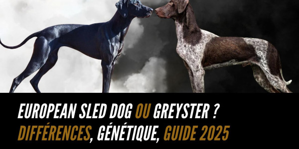 European Sled Dog, Eurohound ou Greyster ? Différences, génétique, guide 2025