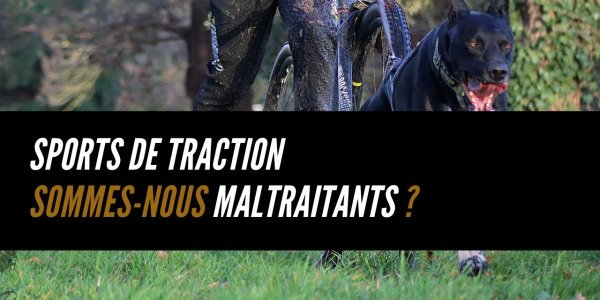 Sports de traction : sommes-nous maltraitants ?