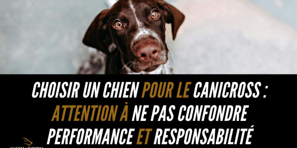 Choisir un chien pour le canicross : attention à ne pas confondre performance et responsabilité
