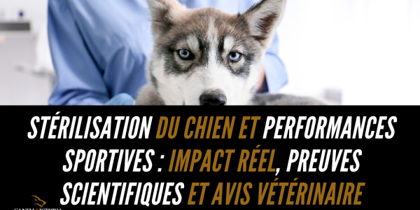 Stérilisation du chien et performances sportives : impact réel, preuves scientifiques et avis vétérinaire