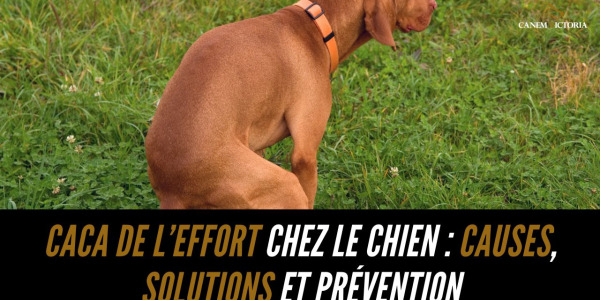 Caca de l’effort chez le chien : causes, solutions et prévention