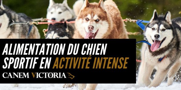 Alimentation du chien sportif en activité intense