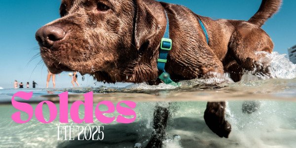 Soldes Été 2025 : Équipez-vous pour le Canicross CaniVTT & Canitrottinette à prix cassés !