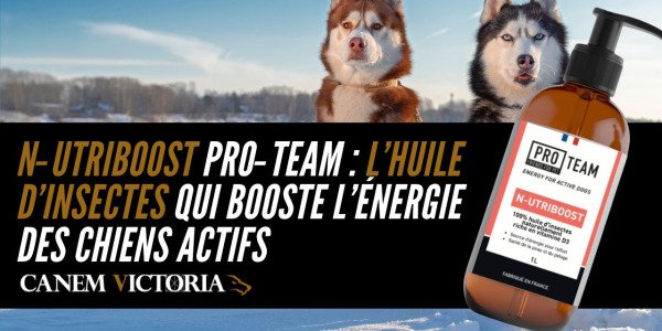 N‑UTRIBOOST Pro‑Team : l’huile d’insectes qui booste l’énergie des chiens actifs