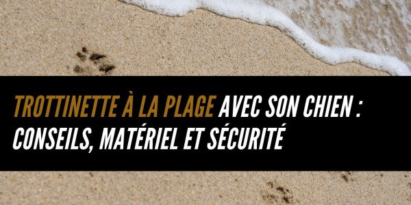 Trottinette à la plage avec son chien : conseils, matériel et sécurité