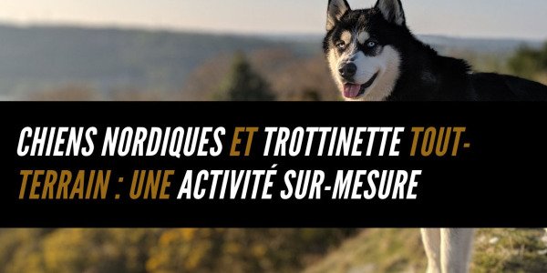 Chiens nordiques et trottinette tout-terrain : une activité sur-mesure