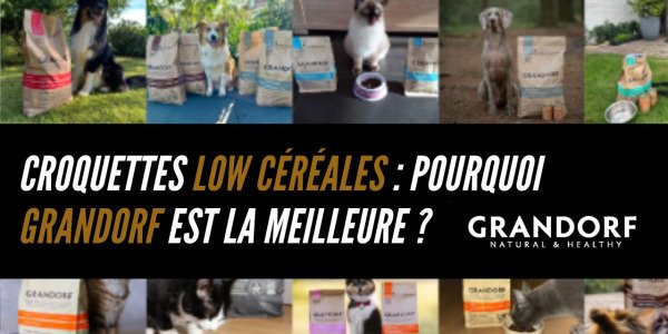 Croquettes low céréales : pourquoi Grandorf est le meilleur choix pour votre animal