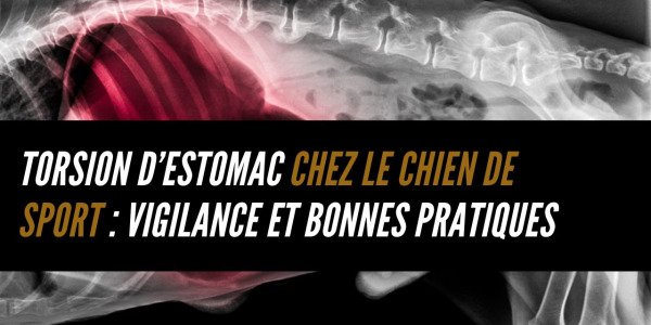 Torsion d’estomac chez le chien de sport : vigilance et bonnes pratiques