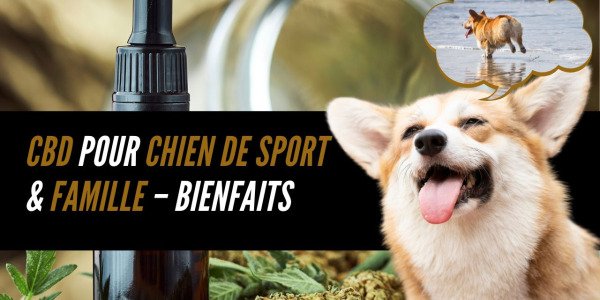 CBD pour chien – Bienfaits et huile CBD 20% Canem Victoria